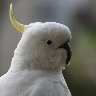 Sulphur-crested Cockatoo